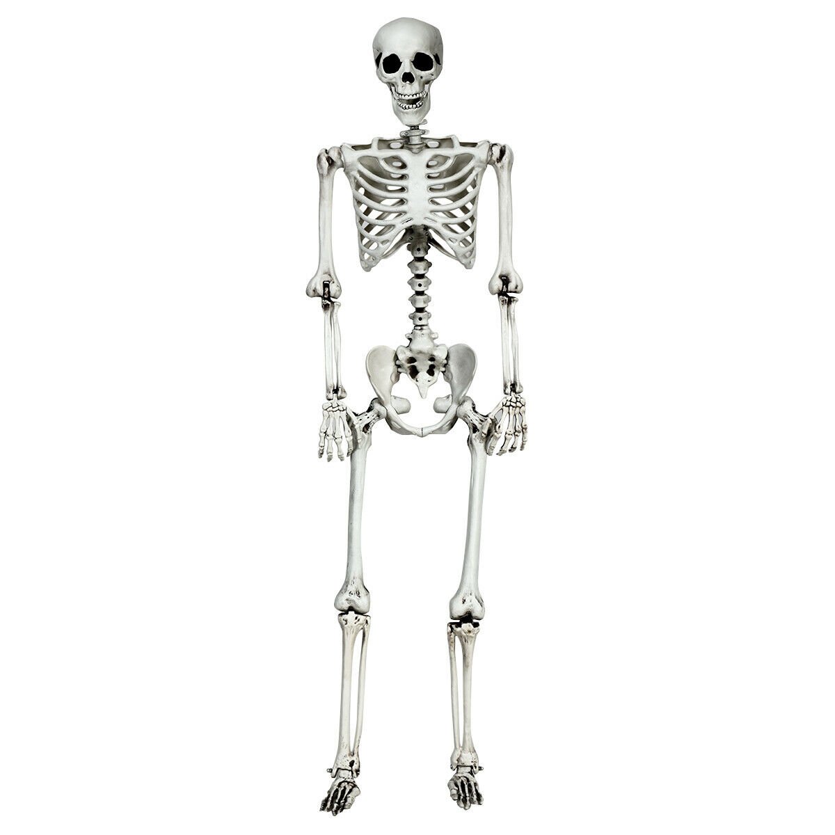 5.4 Feet Halloween Skeleton Life Size Realistic Full Body Hanging, White - Gallery Canada