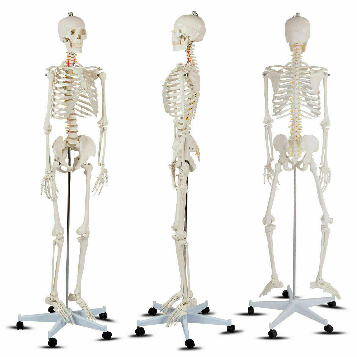 Medical School Human Anatomy Class Life-size Skeleton Model Holiday Decor   at Gallery Canada