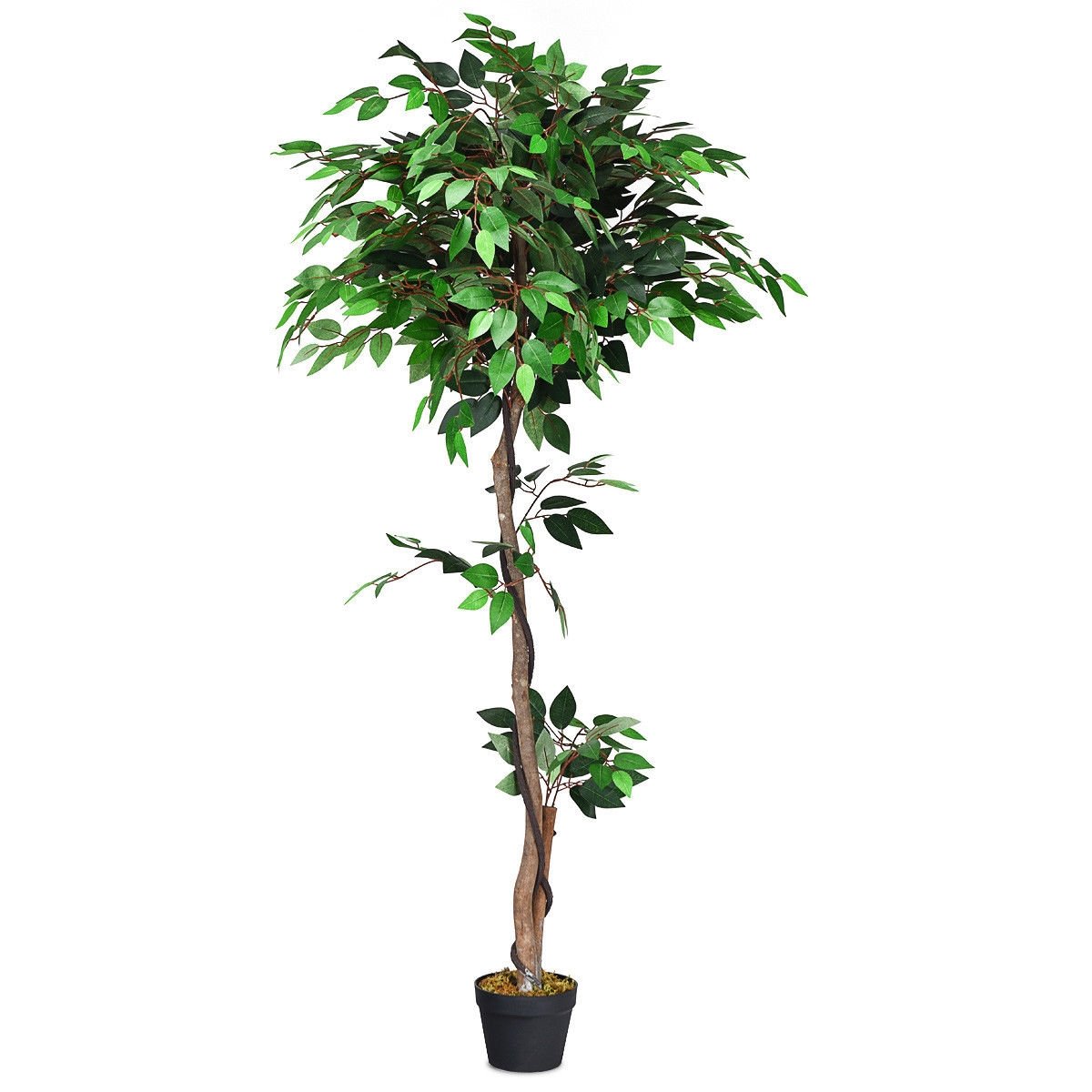 5.5 Feet Artificial Ficus Silk Tree with Wood Trunks, Green Faux Plants   at Gallery Canada