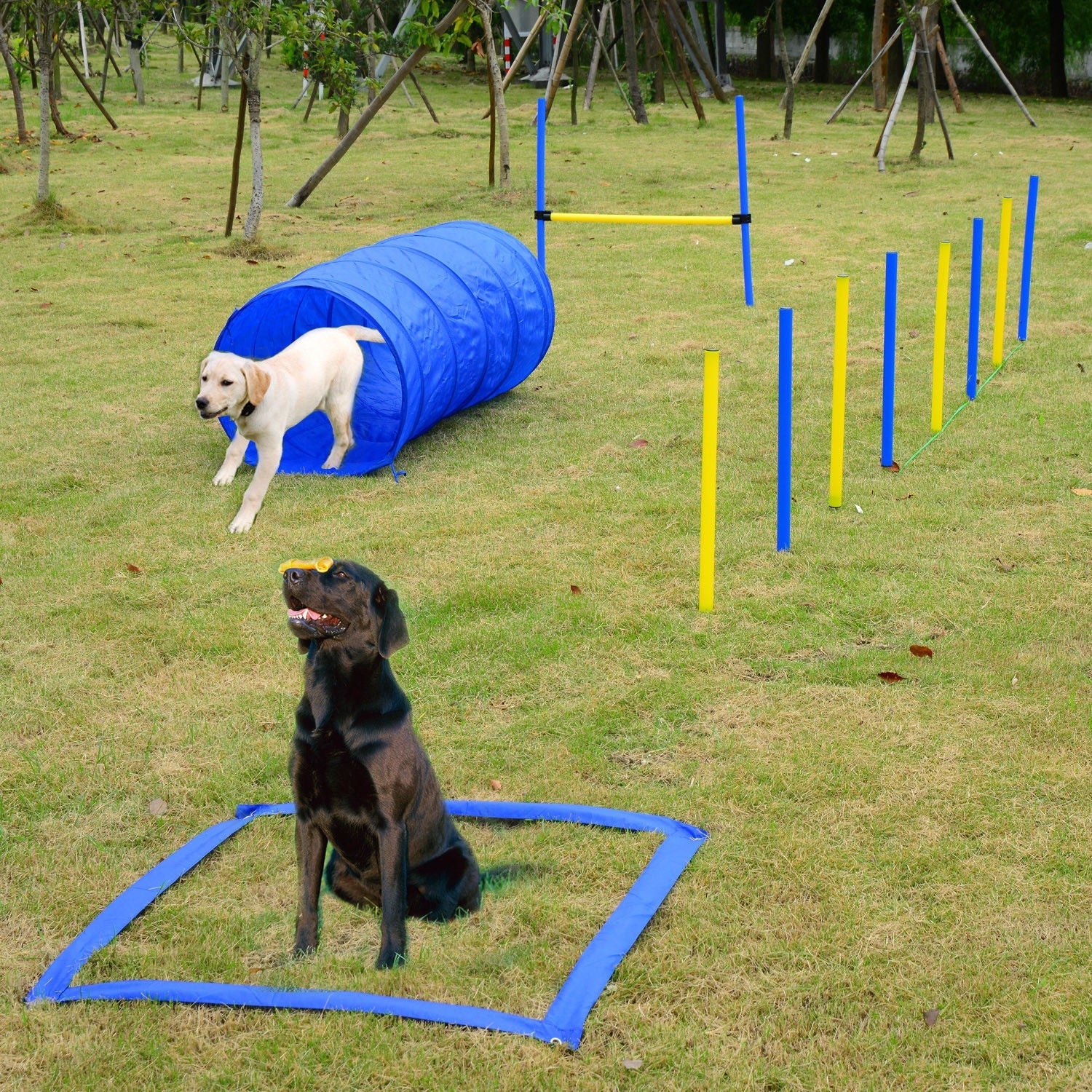 Dog Agility Starter Kit Pet Outdoor Exercise Training Set Tunnel Weave Pole High Jumper Dog Agility Training Equipment   at Gallery Canada