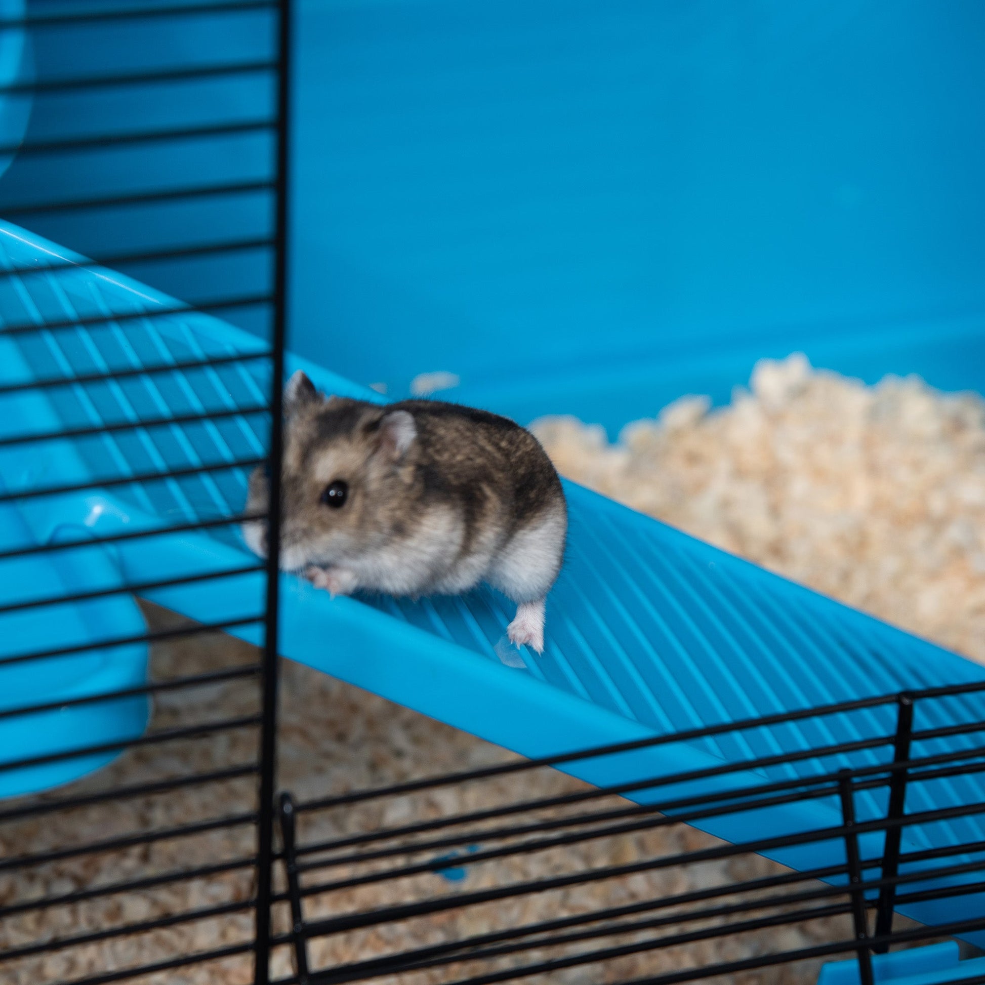 3-tier Hamster Cage, Guinea Pig Cage with Accessories Food Dish Water Bottle, Ramps, 31.5"x19"x 23", Light Blue Houses & Habitats   at Gallery Canada