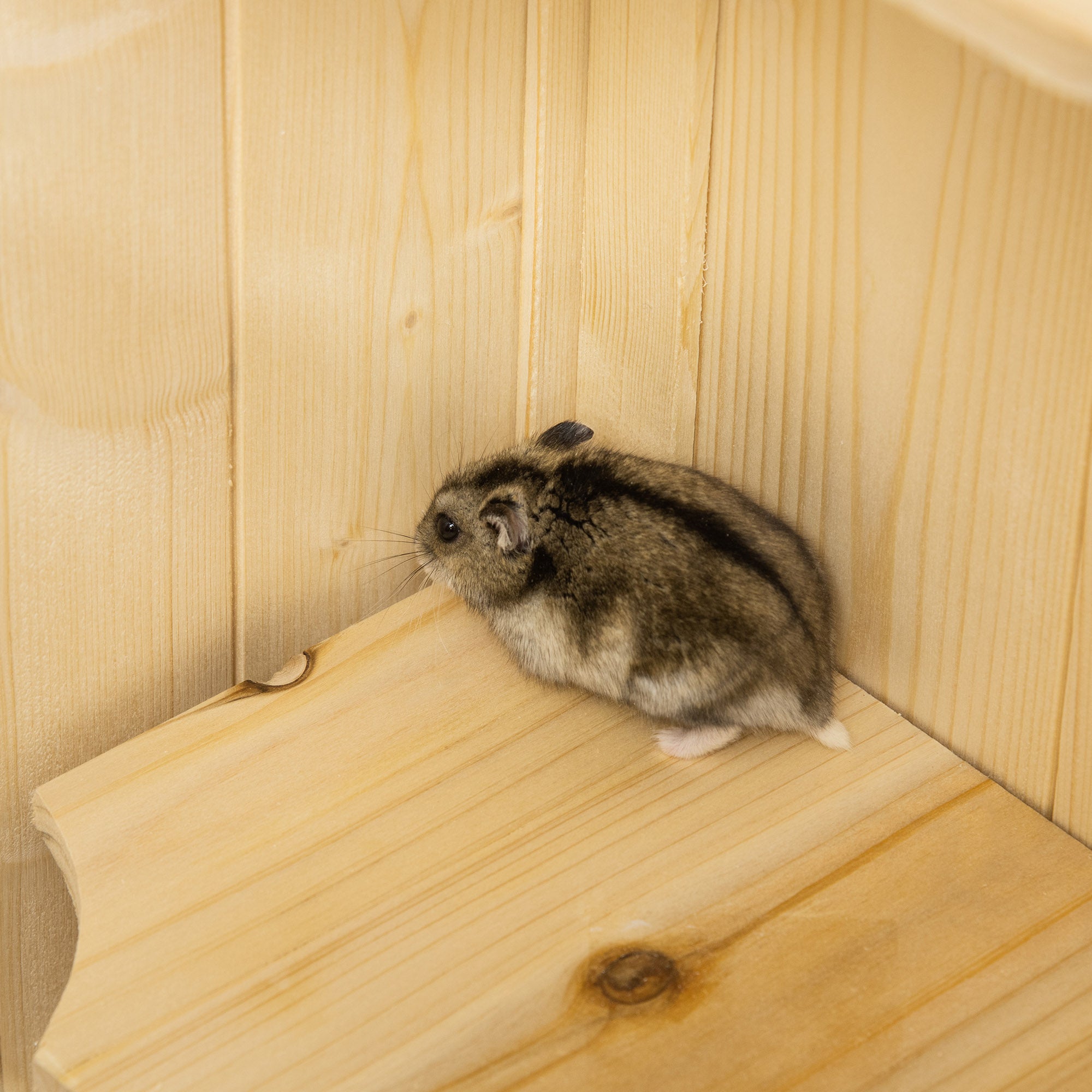 5 Tier Fir Wood Hamster Cage Mouse Rats Small Animals Play House Exercise Activity Center Hamster Cages at Gallery Canada