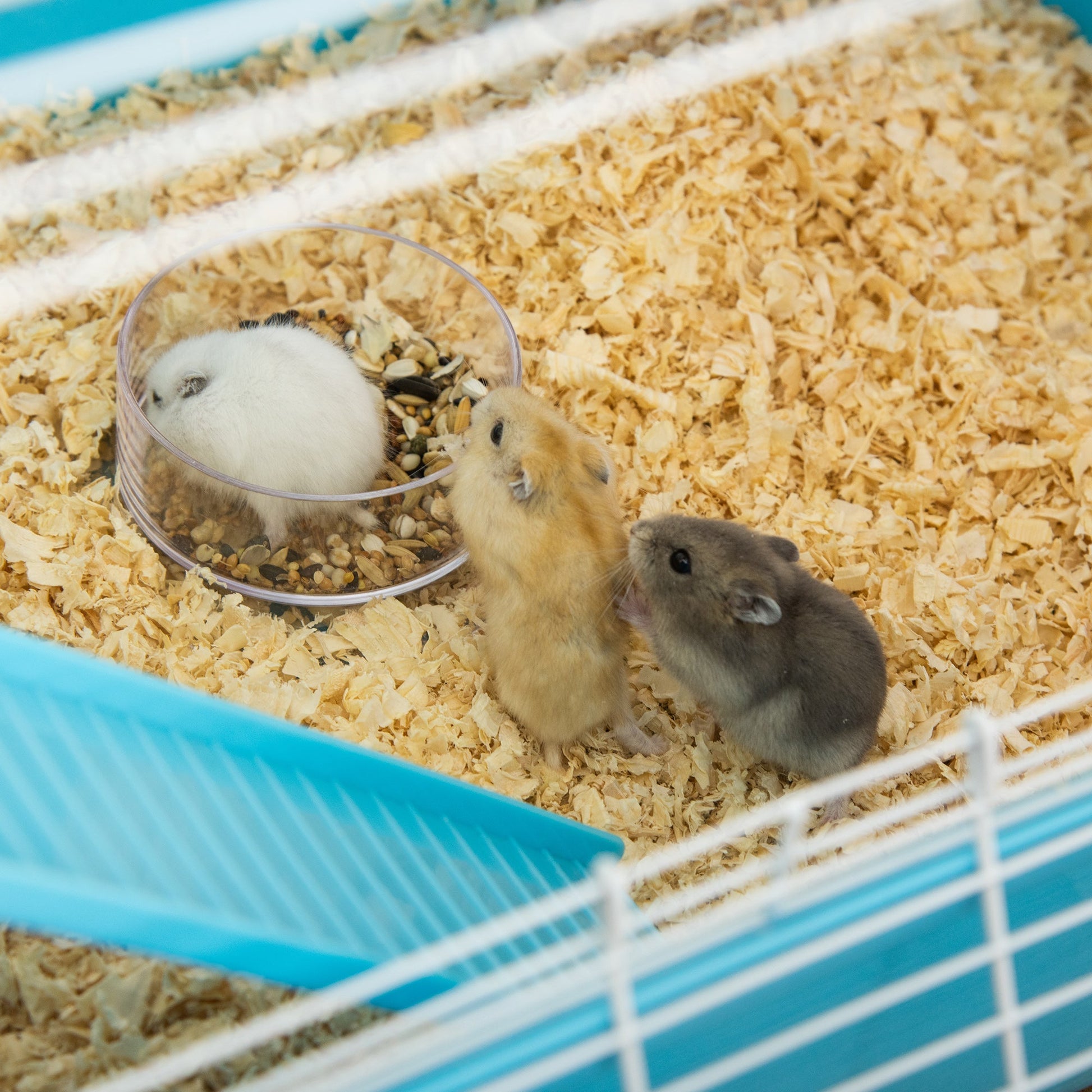 5-Level Hamster Cage with Tunnel System, Wheel, Water Bottle, Light Blue Hamster Cages   at Gallery Canada