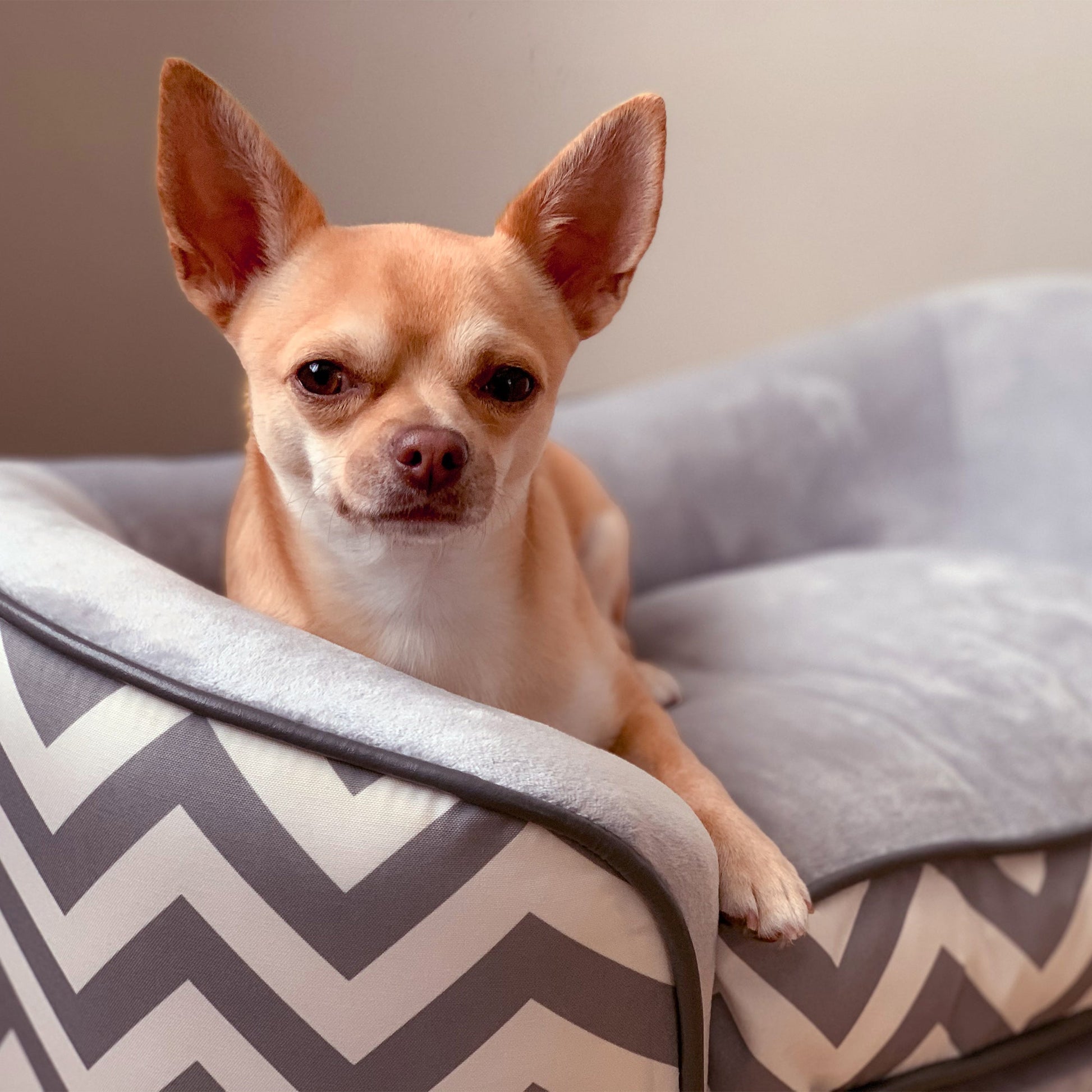 Pet Sofa Elevated Dog Bed Raised Cat Couch Puppy Furniture for Small Sized Dogs with Storage Removable Cushion Cover Grey - Gallery Canada