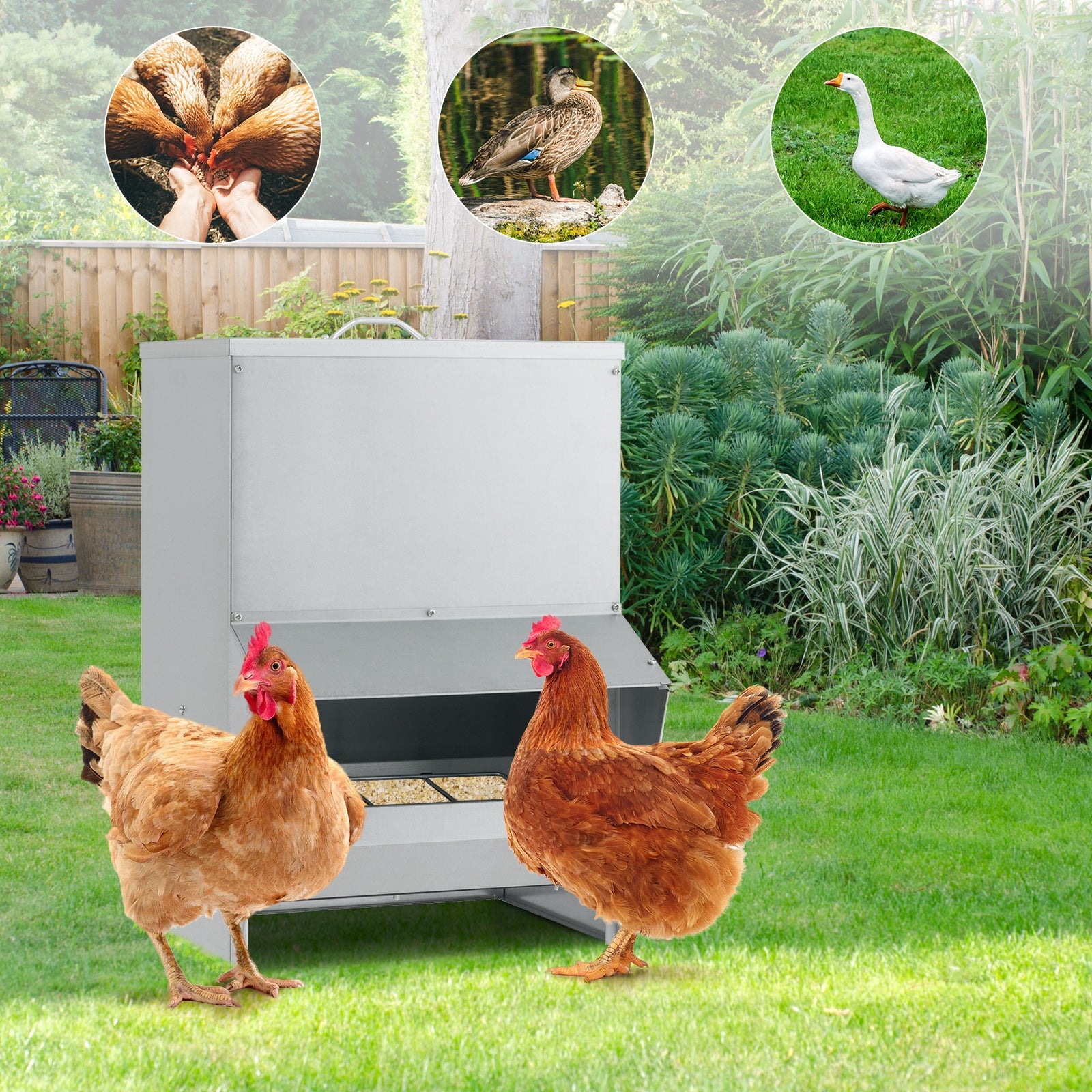Wall Mount Galvanized Chicken Feeder 50 Pounds Capacity, Silver Chicken Coops at Gallery Canada