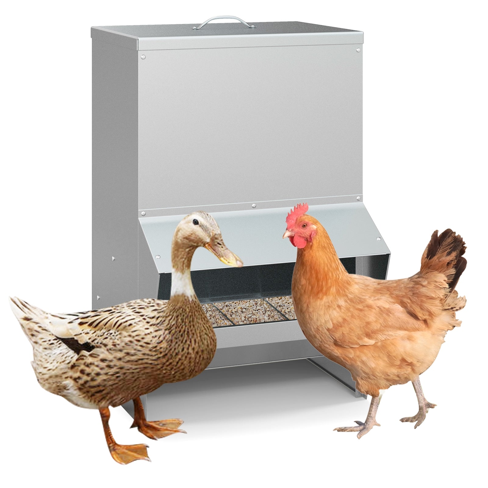 Wall Mount Galvanized Chicken Feeder 50 Pounds Capacity, Silver Chicken Coops Silver at Gallery Canada