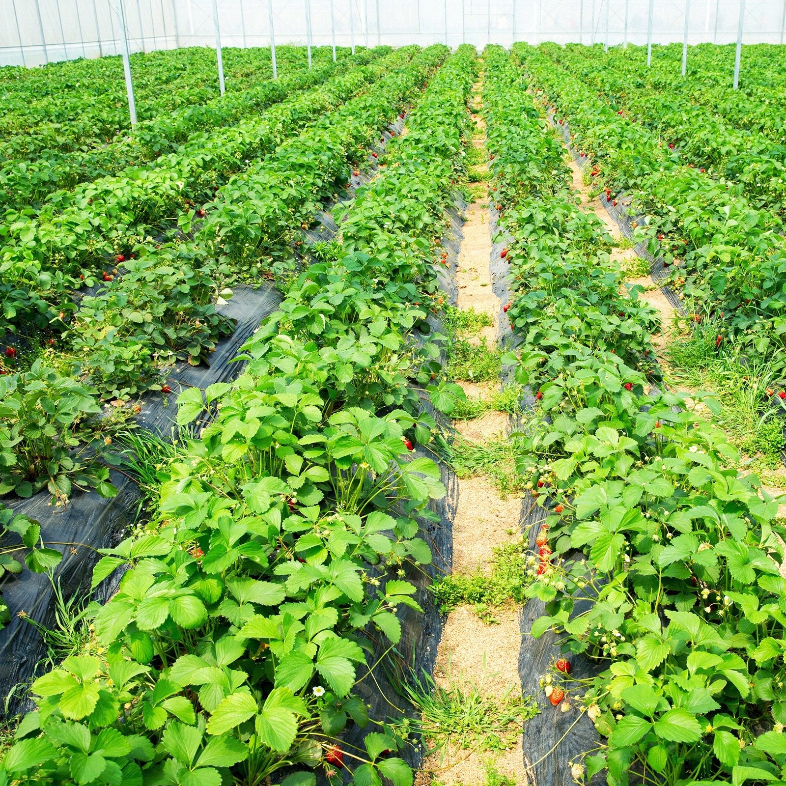 6.5 x 330/4 x 250/6 x 300 Feet Weed Barrier Landscape Fabric-6.5 ft, Black Garden Tools   at Gallery Canada