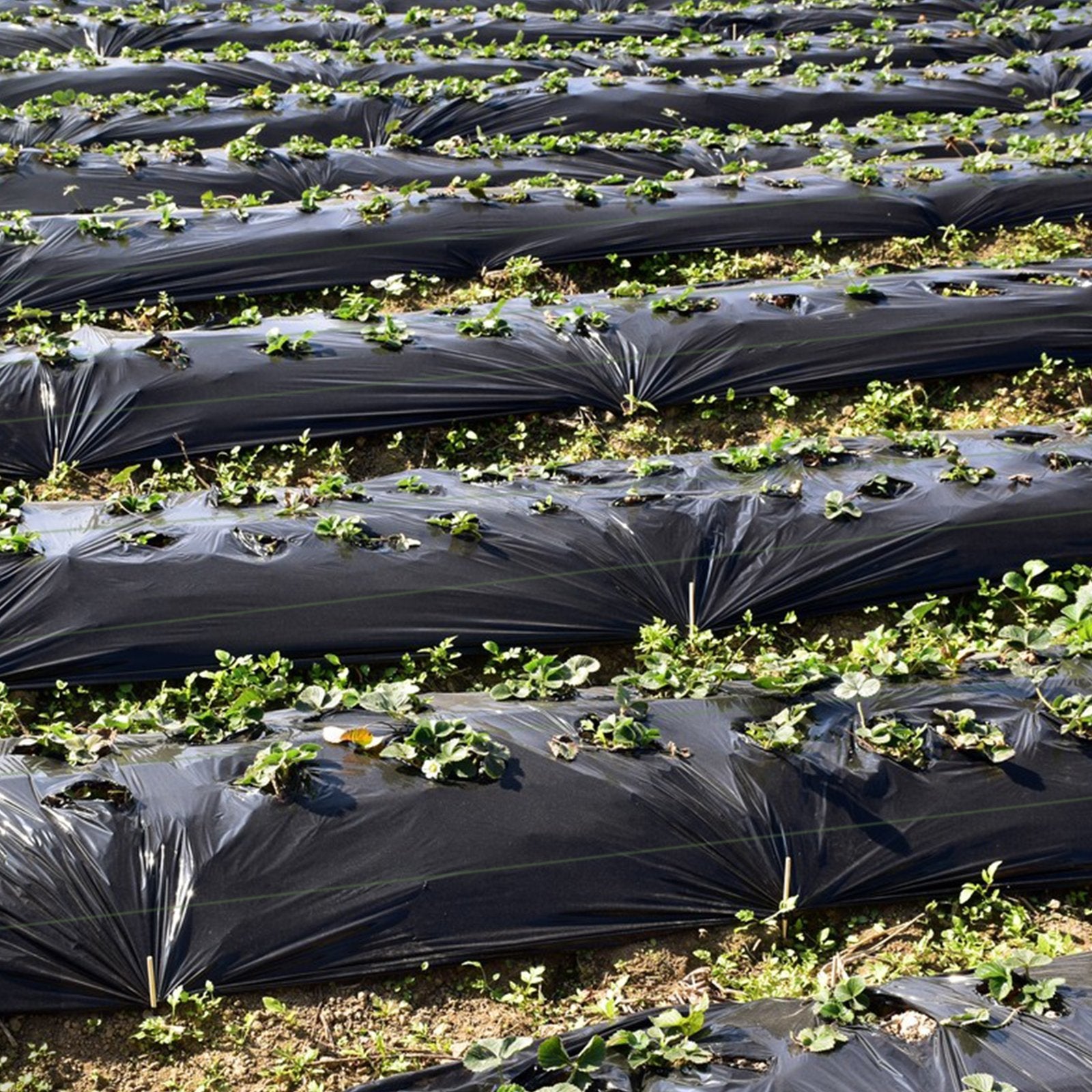 6.5 x 330/4 x 250/6 x 300 Feet Weed Barrier Landscape Fabric-4 ft, Black Garden Tools   at Gallery Canada