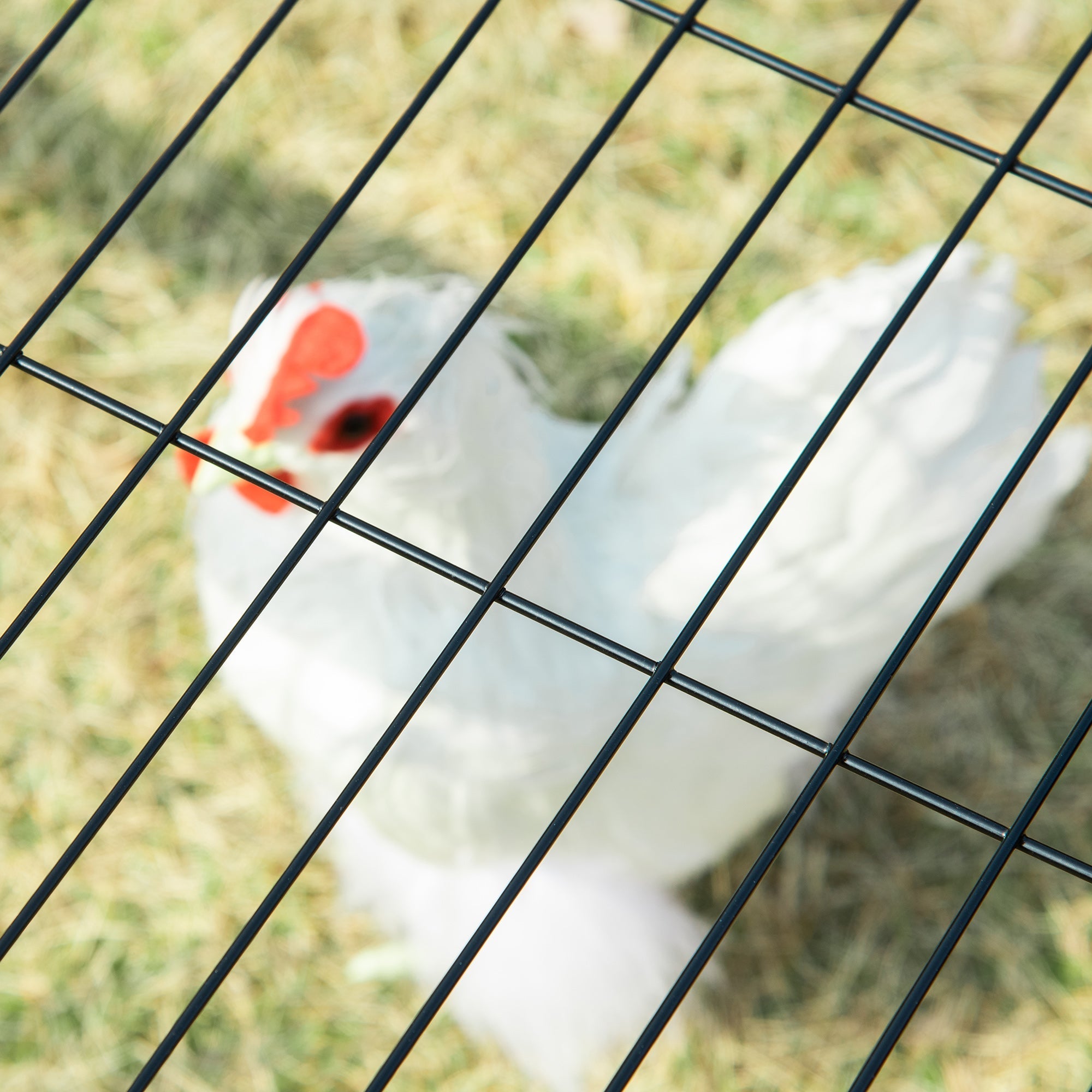 Metal Chicken Coop, Outdoor Hen House Poultry Duck Goose Cage with Water-Resistant Canopy, Run, Nesting Box, Lockable Doors, Green Chicken Coops   at Gallery Canada