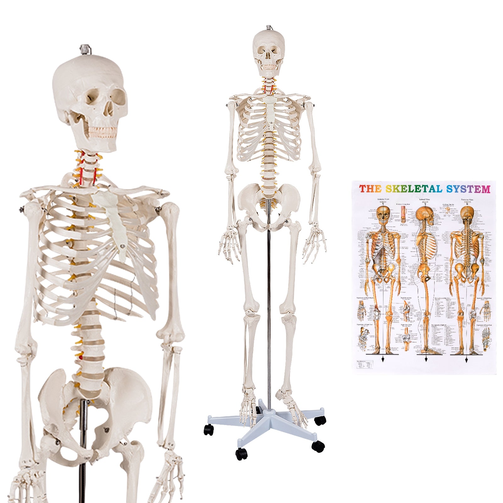 Medical School Human Anatomy Class Life-size Skeleton Model Holiday Decor   at Gallery Canada