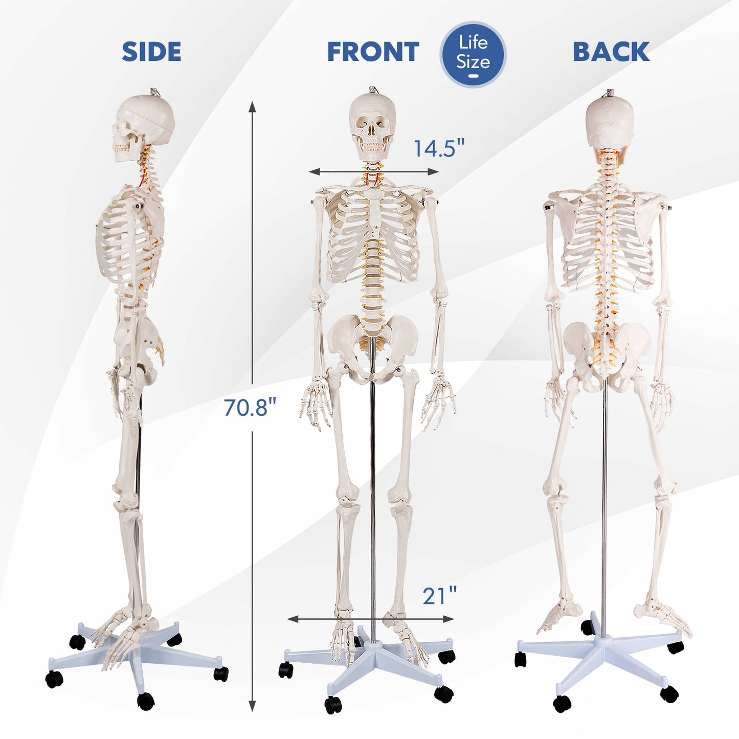 Medical School Human Anatomy Class Life-size Skeleton Model Holiday Decor   at Gallery Canada