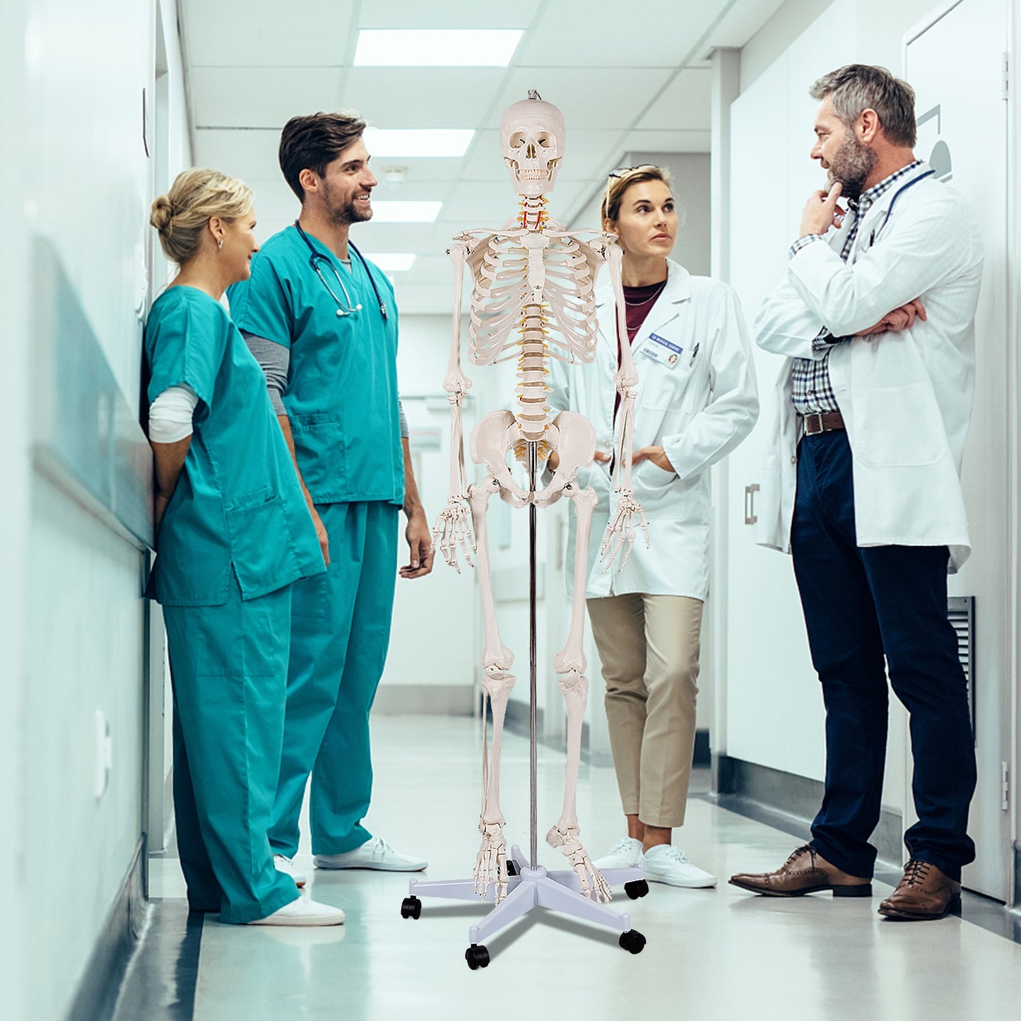 Medical School Human Anatomy Class Life-size Skeleton Model Holiday Decor   at Gallery Canada