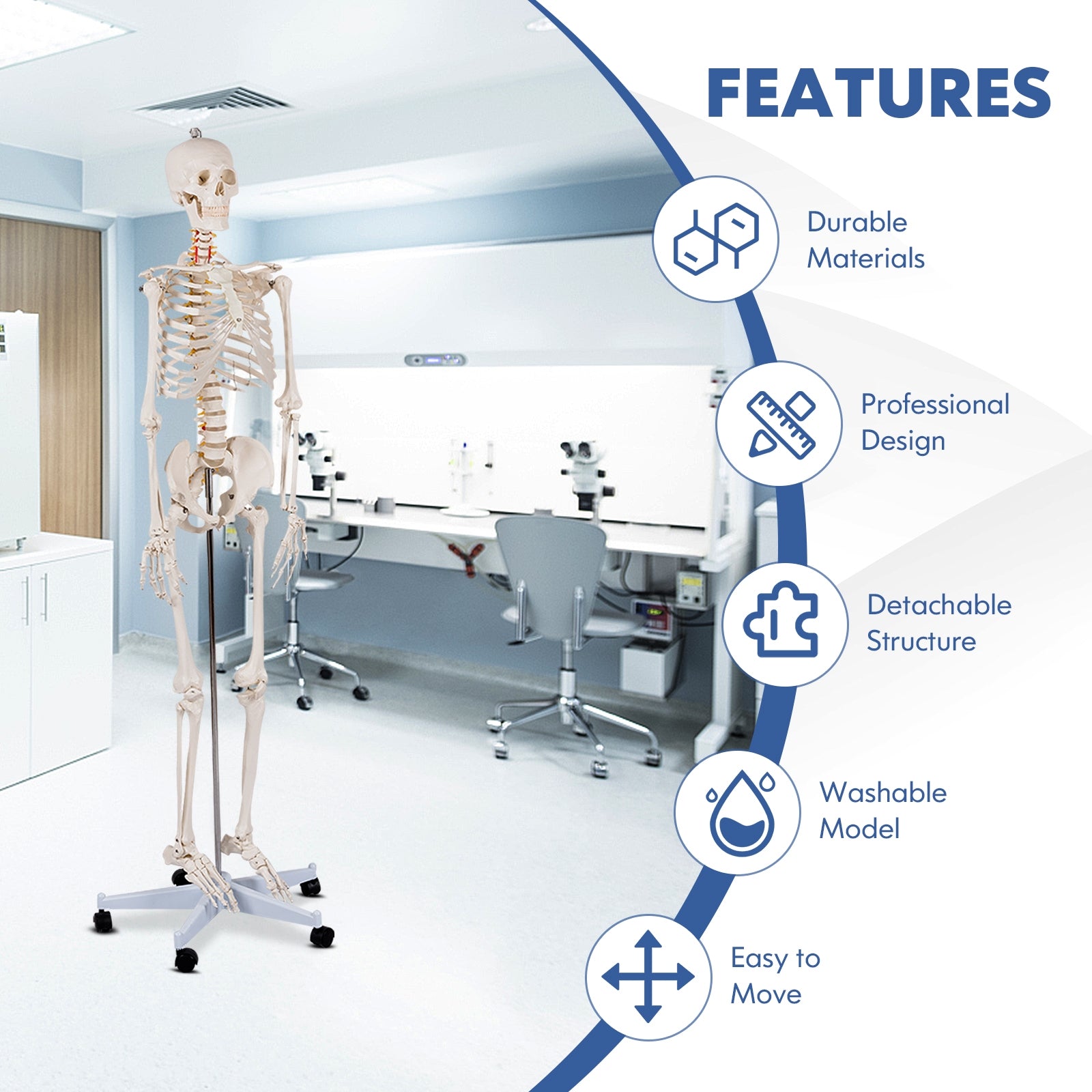 Medical School Human Anatomy Class Life-size Skeleton Model Holiday Decor   at Gallery Canada