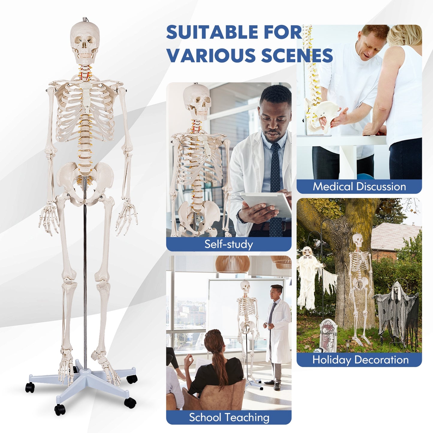 Medical School Human Anatomy Class Life-size Skeleton Model Holiday Decor   at Gallery Canada